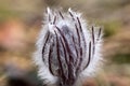 Anemone patens (pasque flower ) Royalty Free Stock Photo