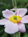 Anemone pink beautful flower,