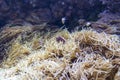 Anemone and Pink clownfish close-up