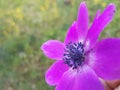 Anemone flower sky background spring easter greek nature