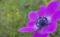 Anemone flower sky background spring easter greek nature