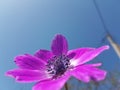 Anemone flower sky background spring easter greek nature