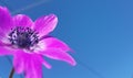 Anemone flower sky background spring easter greek nature