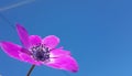 Anemone flower sky background spring easter greek nature