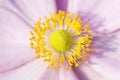 Anemone Pink flower with yellow stamens September Charm