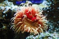 Anemone pink and red in coral reef at ocean