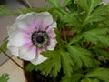 Pink flower in a flowerpot. Anemone.