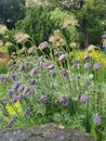 Pulsatilla pratensis or Anemone pratensis perennial