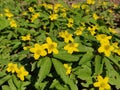 Anemone ranunculoides flowers Royalty Free Stock Photo