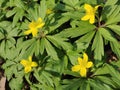 Anemone ranunculoides flowers Royalty Free Stock Photo