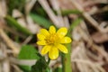 Anemone ranunculoides, macro photo Royalty Free Stock Photo