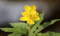 Anemone ranunculoides