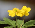 Anemone ranunculoides