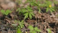 Anemone ranunculoides. Yellow spring flowers in the woods. Yellow wood anemone.