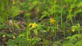 Anemone ranunculoides. Yellow spring flowers in the woods. Yellow wood anemone. Slow motion.