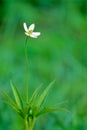 Anemone rivularis Royalty Free Stock Photo