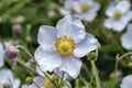 Anemone rivularis Royalty Free Stock Photo