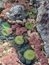 Anemone in rocks and water Newport Oregon sealife Royalty Free Stock Photo