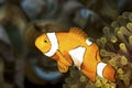 An anemone and it\'s Clown fish Royalty Free Stock Photo