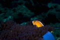 An anemone and it\'s Clown fish Royalty Free Stock Photo