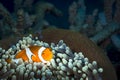 An anemone and it\'s Clown fish Royalty Free Stock Photo