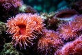 Anemone actinia texture underwater reef sea coral Royalty Free Stock Photo