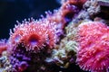 Anemone actinia texture underwater reef sea coral Royalty Free Stock Photo