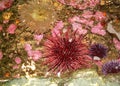 Anemone and sea urchins