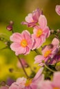 Anemone,September Charm Royalty Free Stock Photo