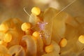 Anemone shrimp on anemone Royalty Free Stock Photo