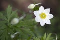 Anemone - Snowdrop Windflower