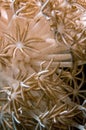 Anemone, soft coral Royalty Free Stock Photo