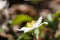 Anemone in the spring forest Royalty Free Stock Photo