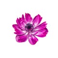 Anemone St Brigid Double Flowering The Admiral Lilac Purple Magenta Pink White Isolated On White Background. Large flower anemone Royalty Free Stock Photo