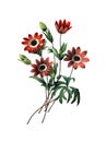 Anemone stellata | Antique Flower Illustrations