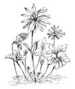 Anemone Stellata Flower vintage illustration