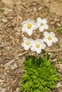 anemone sylvestris blooming in sring garden. Royalty Free Stock Photo