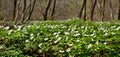 Anemone sylvestris