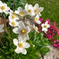 Anemone sylvestris. Beautiful white flowering plant. Rockery garden with small pretty white flowers, nature background. Royalty Free Stock Photo