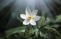 Anemone sylvestris. First spring flowers Royalty Free Stock Photo