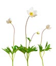 Anemone sylvestris, snowdrop anemone. Isolated on white