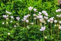 Anemone sylvestris snowdrop anemone - White flowers in the botanical garden Royalty Free Stock Photo