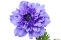 Anemone terry flower