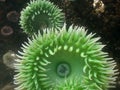 Anemone in a tide pool Royalty Free Stock Photo