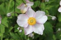 Anemone tomentosa flowers and buds