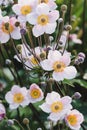 Anemone tomentosa - Hardy Grape Leaf Anemone pink flowers closeup