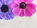 Anemone top border with copy space. Royalty Free Stock Photo