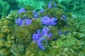 Anemone under the sea in the cockburn island of Myanmar