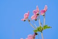 Anemone vitifolia Royalty Free Stock Photo