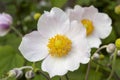 Close up of white windflower, Anemone `Wild Swan`. Bright yellow centre with pale pink tinged petals. Blurred background.